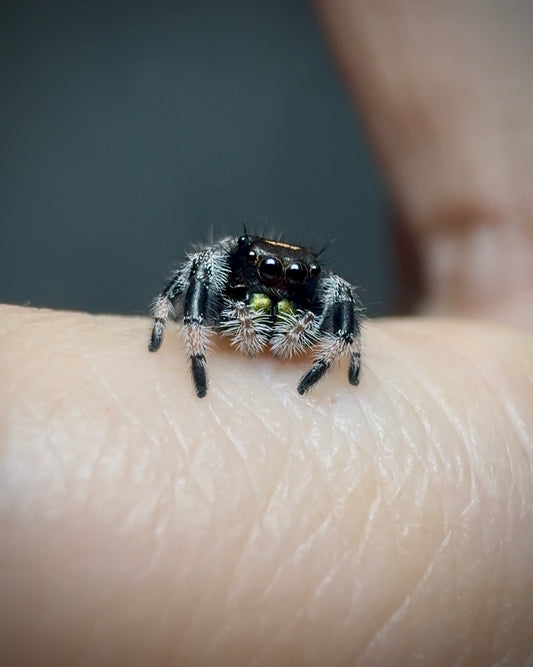RESERVED Jumping Spider Phidippus Regius - Florida Male -  Baby Spoods - For Sale