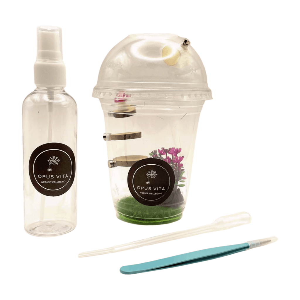 Starter Cups Kits - for Jumping Spider - Small Enclosures - Opus Vita