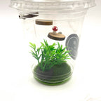 Starter Cups Kits - for Jumping Spider - Small Enclosures - Opus Vita