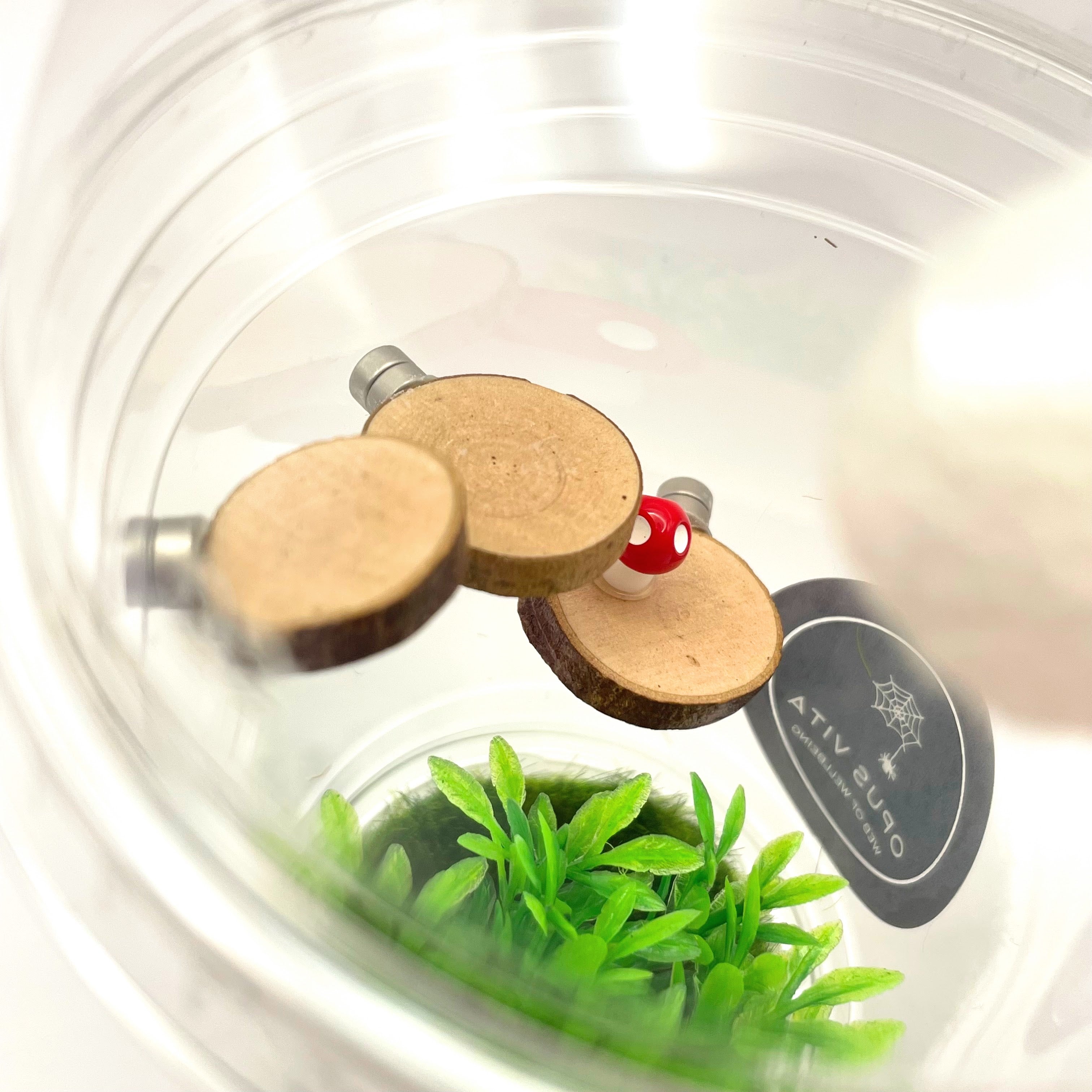 Starter Cups Kits - for Jumping Spider - Small Enclosures - Opus Vita