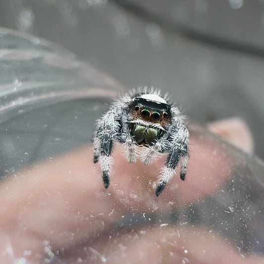 Jumping Spider Phidippus Regius - Boo & Jet2 - Reserved for Wendy