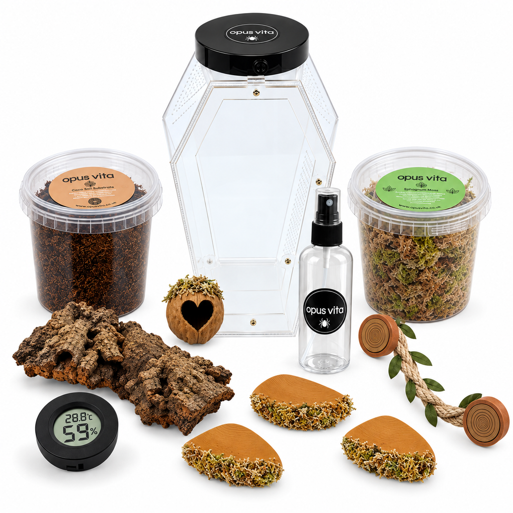 Jumping Spider Setup - Loculus Coffin Bundle - Premium Enclosure Setup
