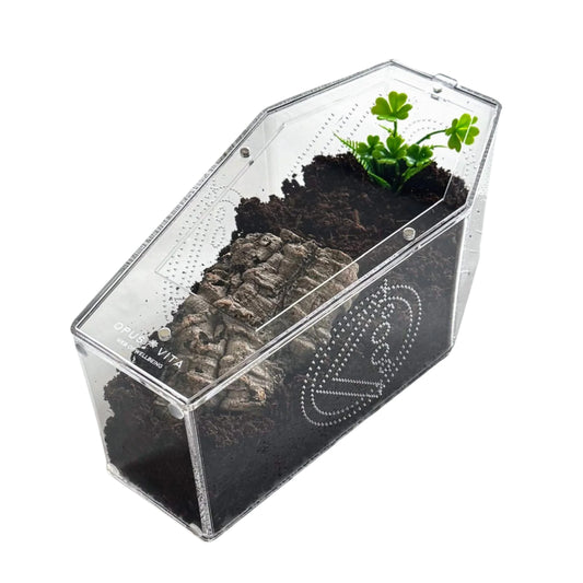 Loculus - Coffin Enclosure - Large - Spider Habitat - BACK IN STOCK!