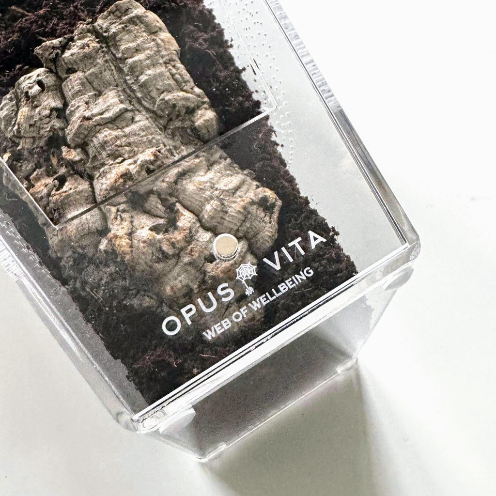 Loculus - Coffin Enclosure - Large - Spider Habitat