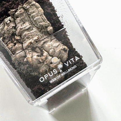 Loculus - Coffin Enclosure - Large - Spider Habitat - BACK IN STOCK!