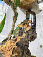 Jumping Spider Setup - Loculus Coffin Bundle - Premium Enclosure Setup