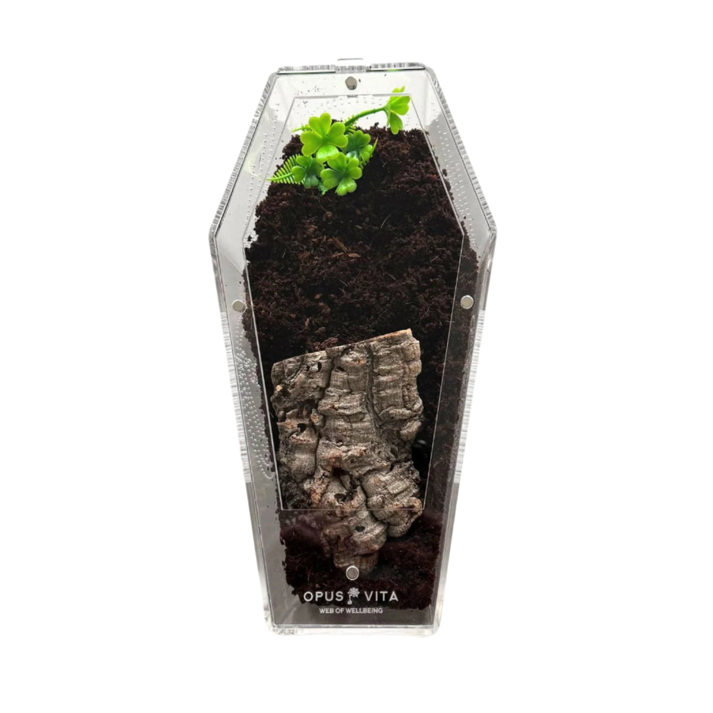 coffin setup top view