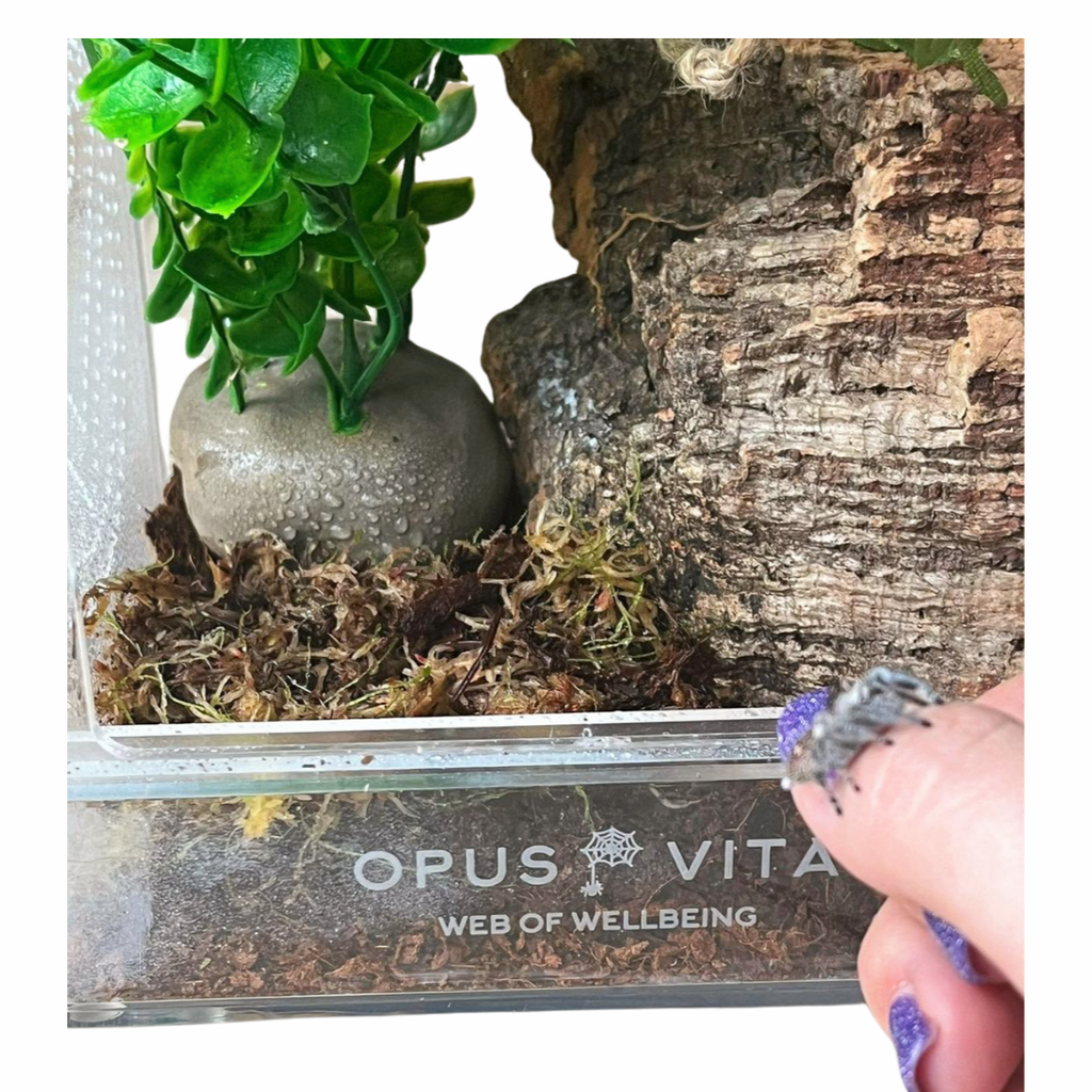Fidus - Jumping Spider Enclosure - Premium Jumping Spider Habitat - Opus Vita