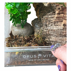 Fidus - Jumping Spider Enclosure - Premium Jumping Spider Habitat - Opus Vita