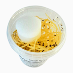 Flightless Golden Fruit Flies - D. Hydei - Live Food/Culture - Opus Vita