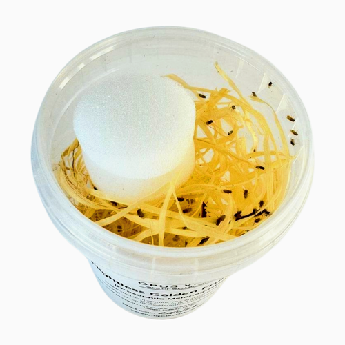 Flightless Golden Fruit Flies - D. Hydei - Live Food/Culture - Opus Vita
