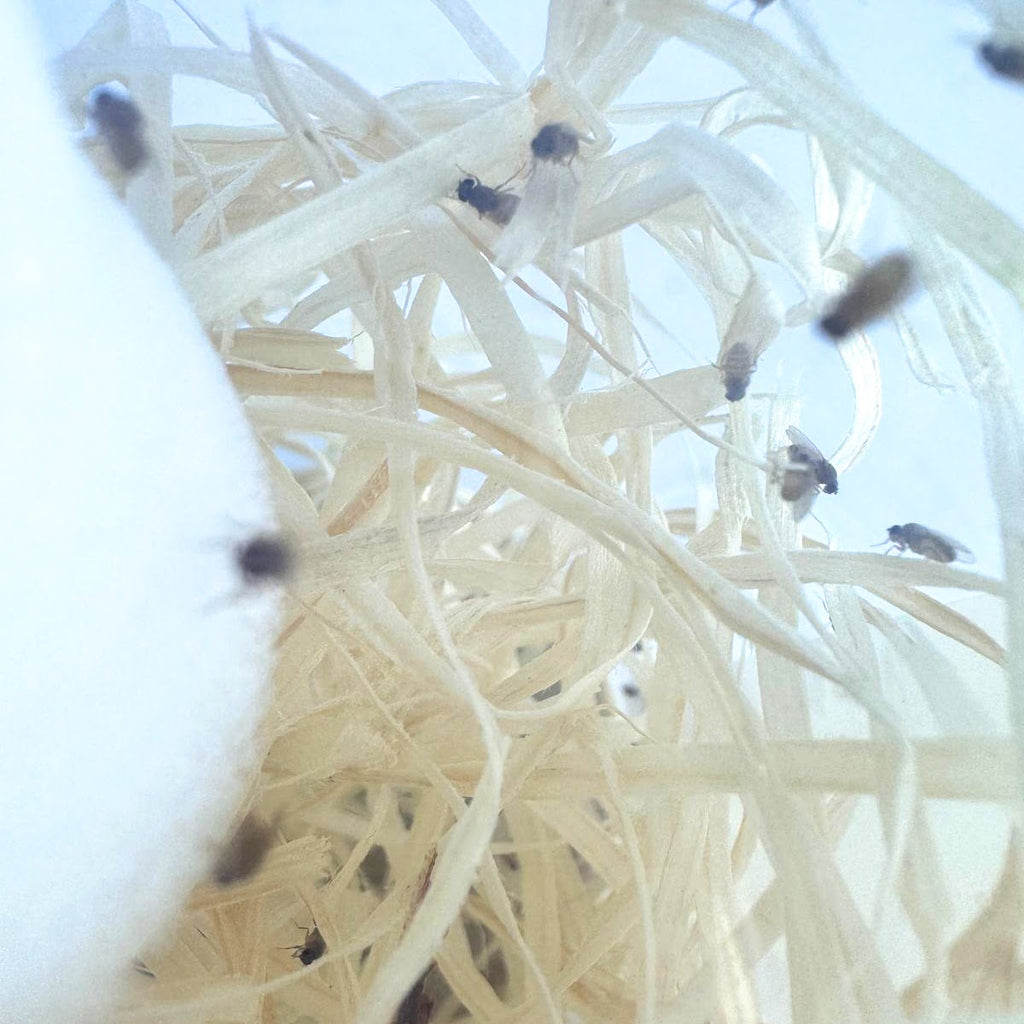 Flightless Golden Fruit Flies - D. Hydei - Live Food/Culture - Opus Vita