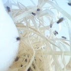 Flightless Golden Fruit Flies - D. Hydei - Live Food/Culture - Opus Vita