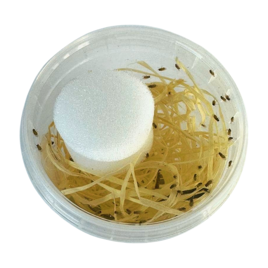 Flightless Golden Fruit Flies - D. Hydei - Live Food/Culture - Opus Vita