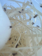 Flightless Golden Fruit Flies - D. Hydei - Live Food/Culture - Opus Vita