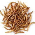 Mealworms Live - Spider Food - Opus Vita