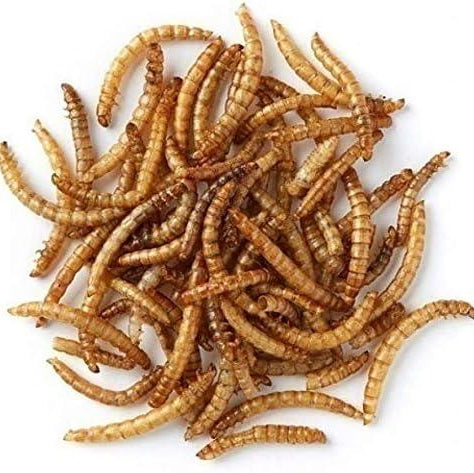 Mealworms Live - Spider Food - Opus Vita