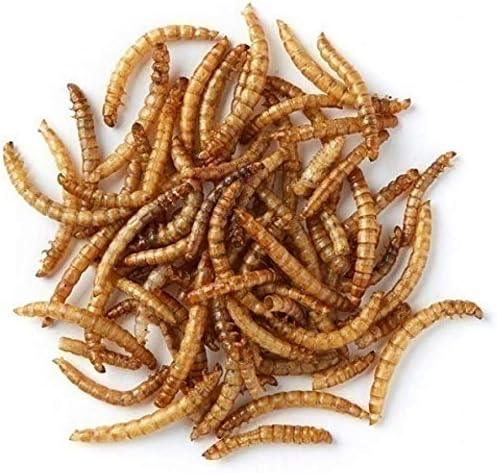 Mealworms Live - Spider Food - Opus Vita