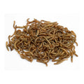 Live Mini Mealworms - Spider Food