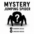 Mystery Jumping Spider | Unsexed Phidippus Regius | Random Locale Lucky Dip