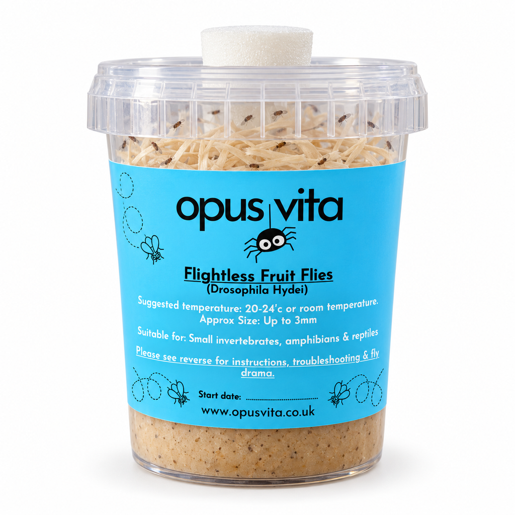 Flightless Fruit Flies - D. Hydei - Live Food/Culture