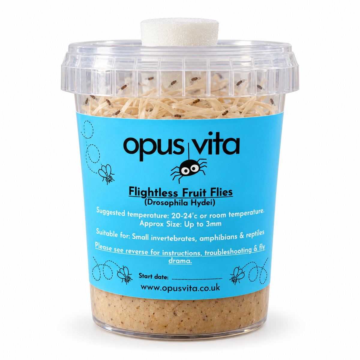 Flightless Fruit Flies - D. Hydei - Live Food/Culture