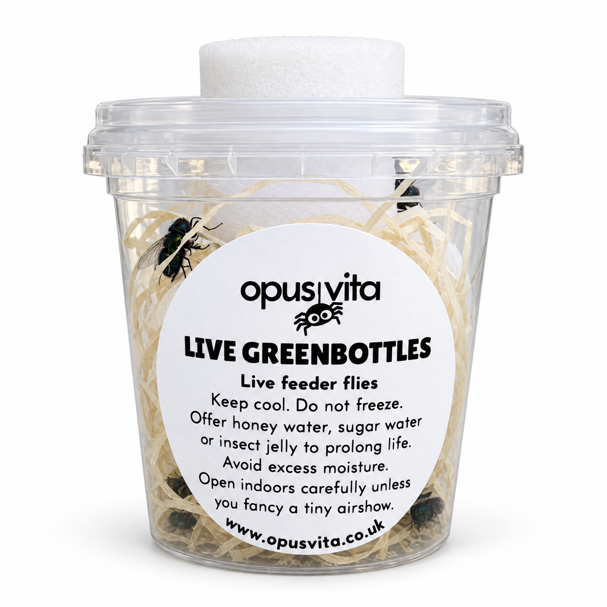 Live Hatched Green Bottle Flies