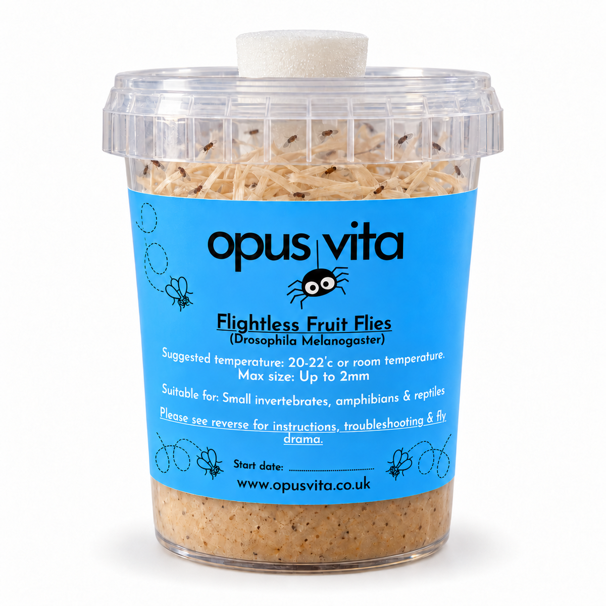Flightless Golden Fruit Flies - D. Melanogaster - Live Food/Culture
