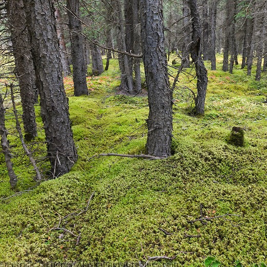 Sphagnum Moss - Ready made mix for One Enclosure