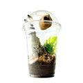 Starter Cup Kit - Naturalistic - For Jumping Spiders - Opus Vita