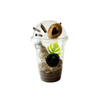 Starter Cup Kit - Naturalistic - For Jumping Spiders - Opus Vita