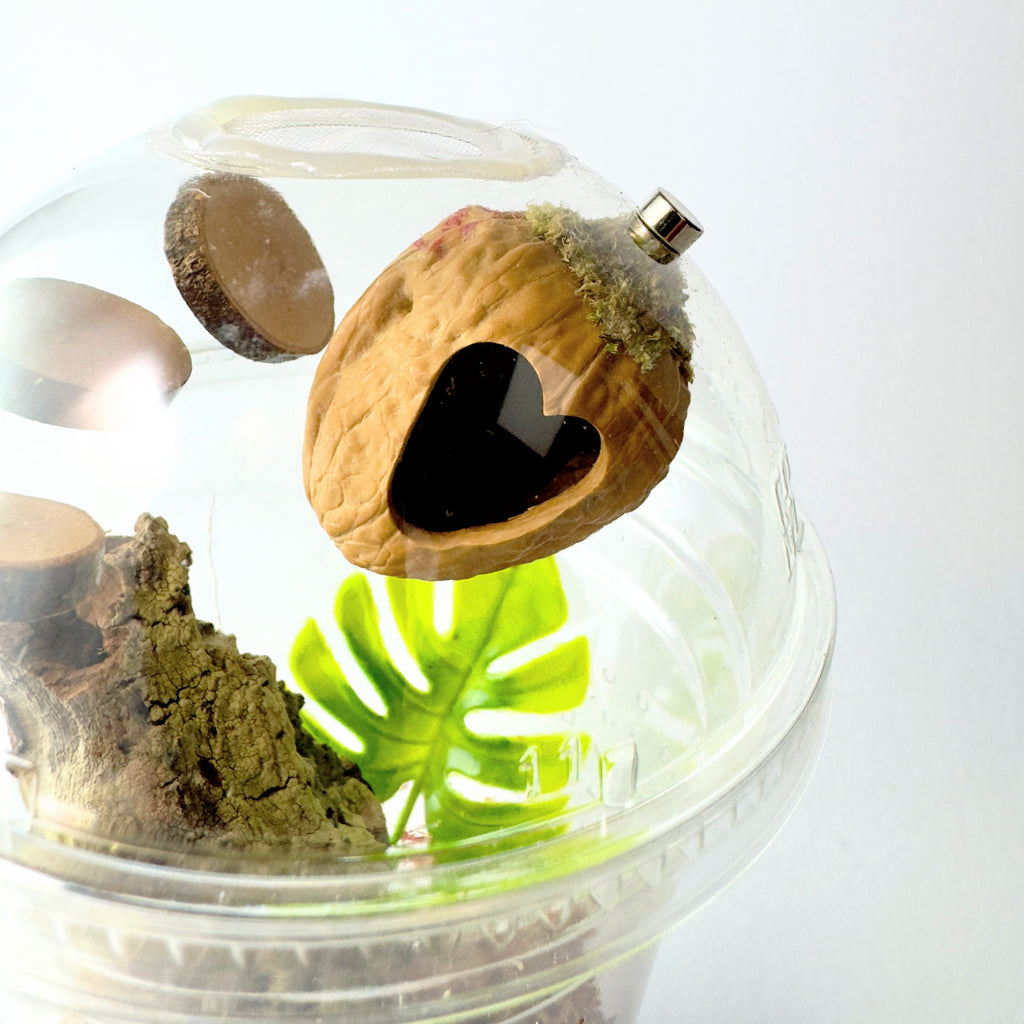 Starter Cup Kit - Naturalistic - For Jumping Spiders - Opus Vita