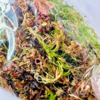 Starter Cup Kit - Naturalistic - For Jumping Spiders - Opus Vita