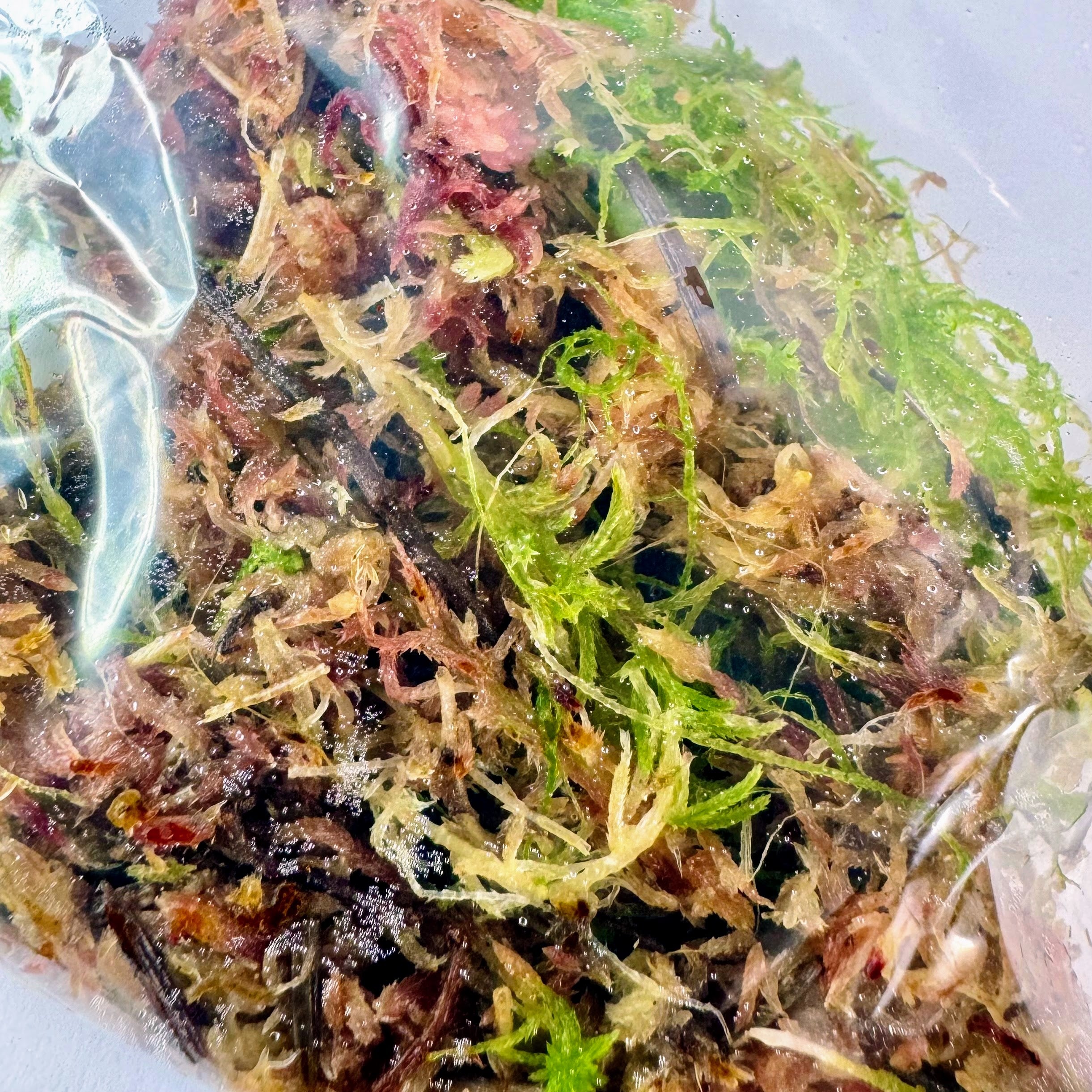 Starter Cup Kit - Naturalistic - For Jumping Spiders - Opus Vita