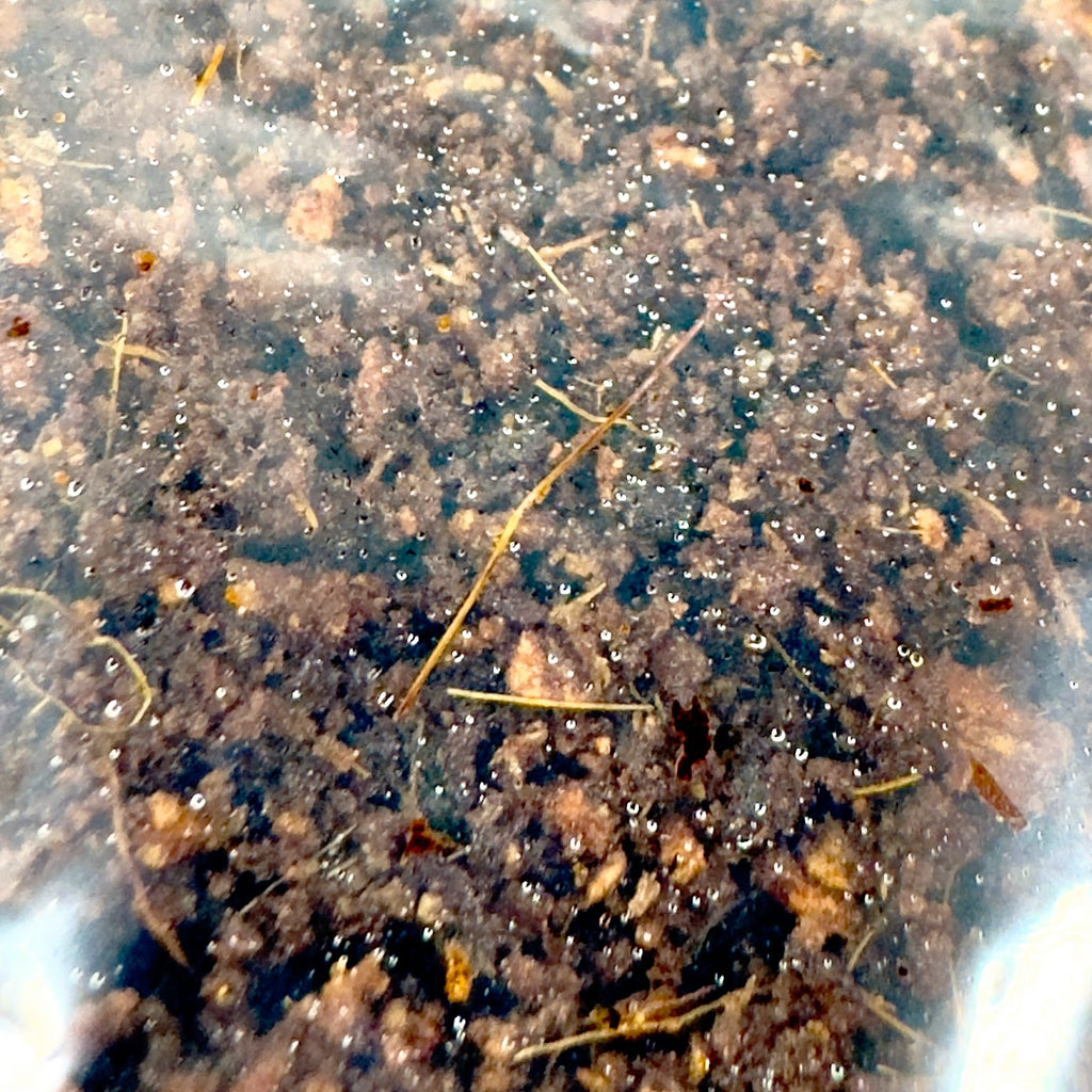 Starter Cup Kit - Naturalistic - For Jumping Spiders - Opus Vita