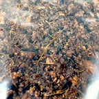 Starter Cup Kit - Naturalistic - For Jumping Spiders - Opus Vita