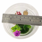 Starter Cups Kits - for Jumping Spider - Small Enclosures - Opus Vita