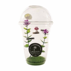 Starter Cups Kits - for Jumping Spider - Small Enclosures - Opus Vita