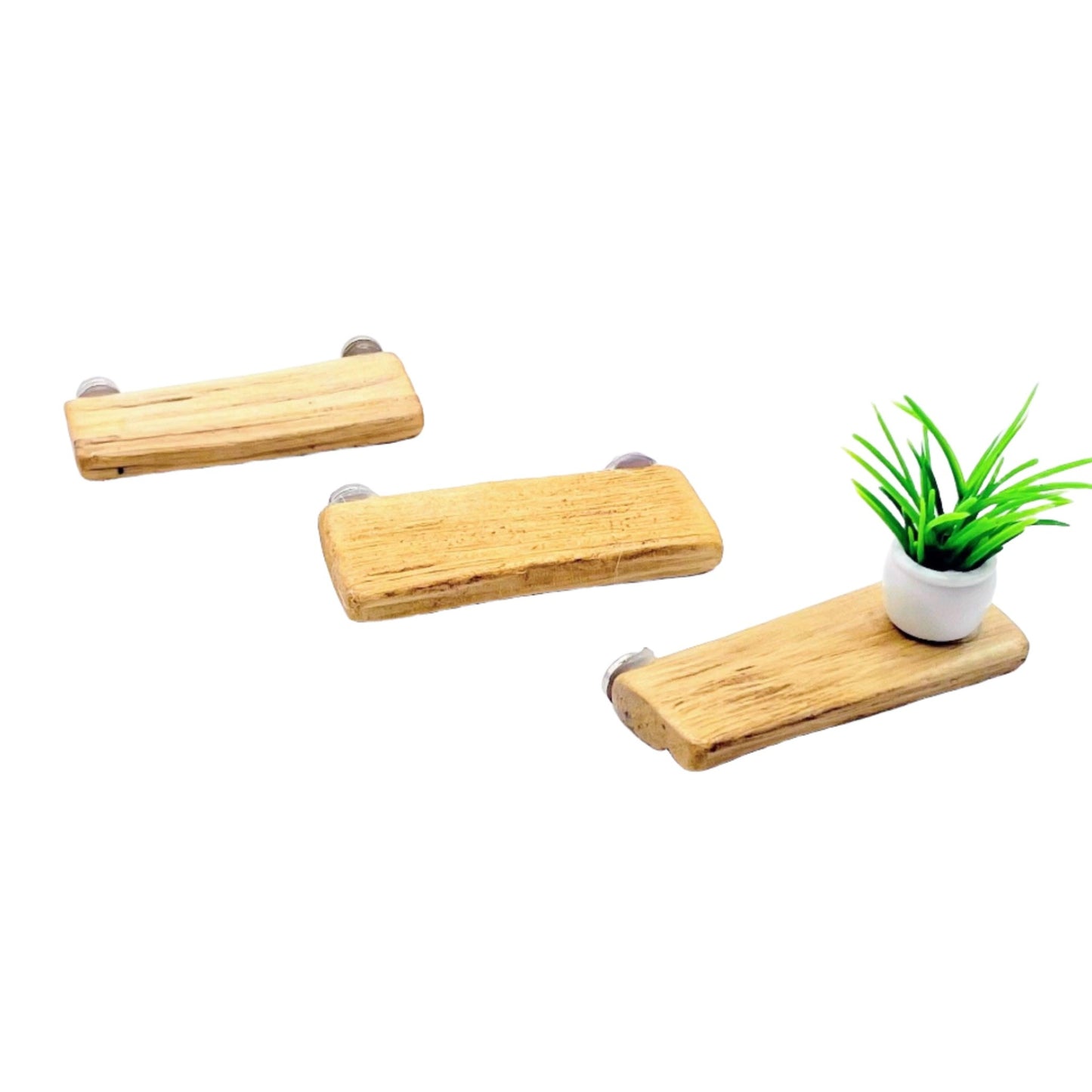 Triple Driftwood Ledge Pack with Mini Decor - for Jumping Spiders - Opus Vita