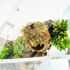 walnut in enclosure close up