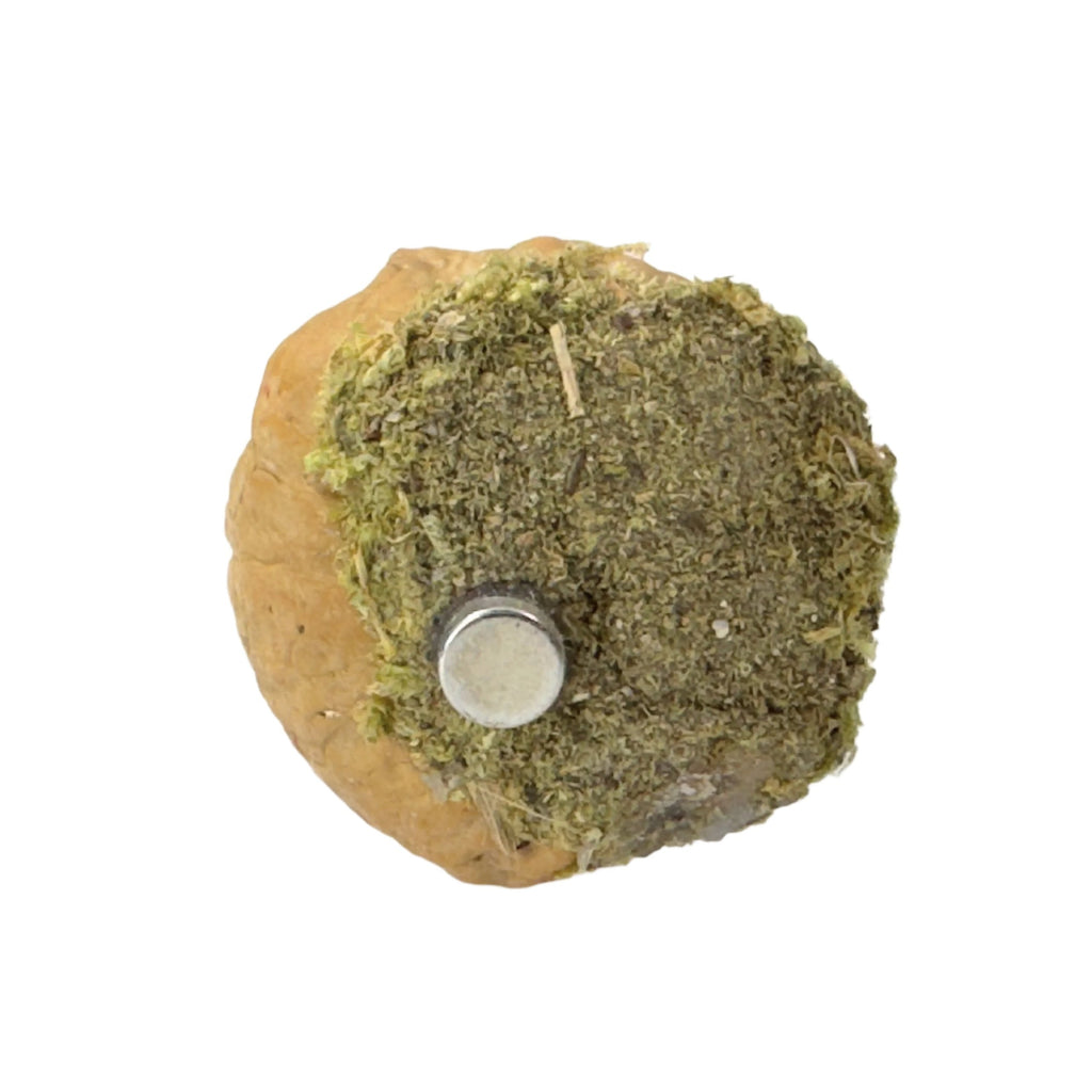 Walnut Hide made with Natural Walnut Shells - Decor - Jumping Spider Setup