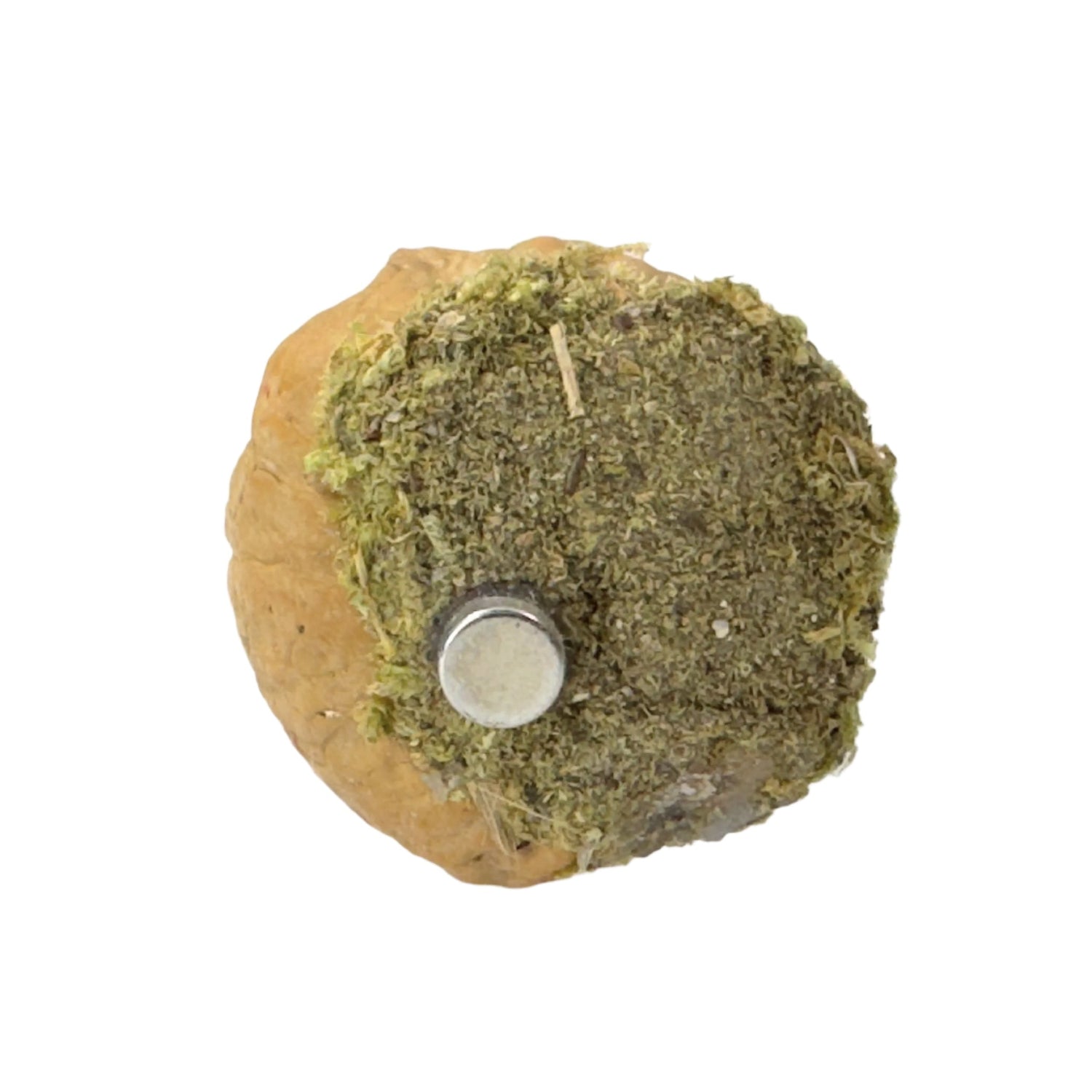 Walnut Hide made with Natural Walnut Shells - Decor - Jumping Spider Setup