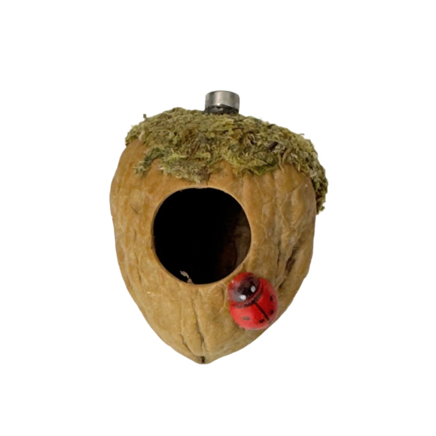 Walnut Hide made with Natural Walnut Shells - Decor - Jumping Spider Setup